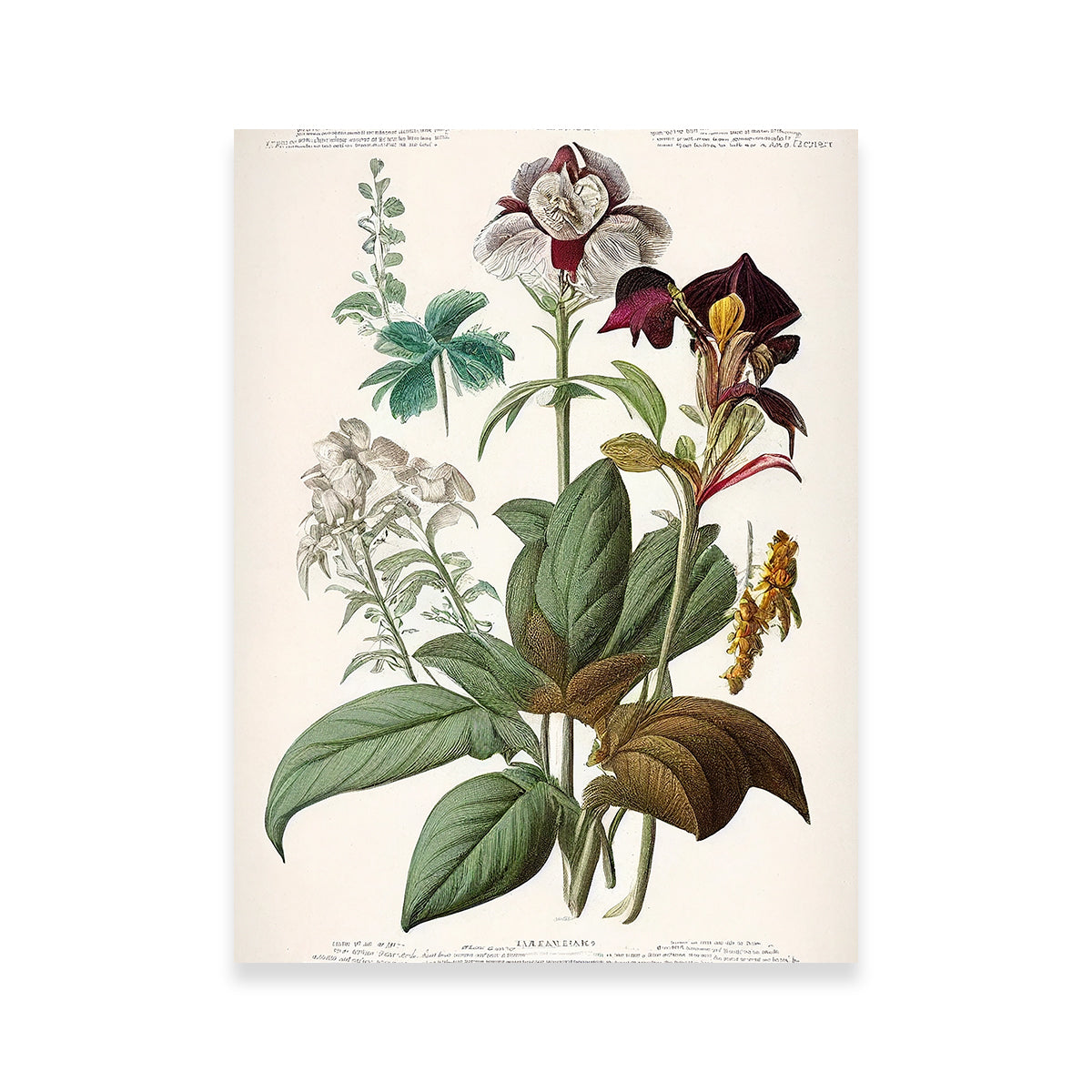 Vintage Botanical Print Series 3
