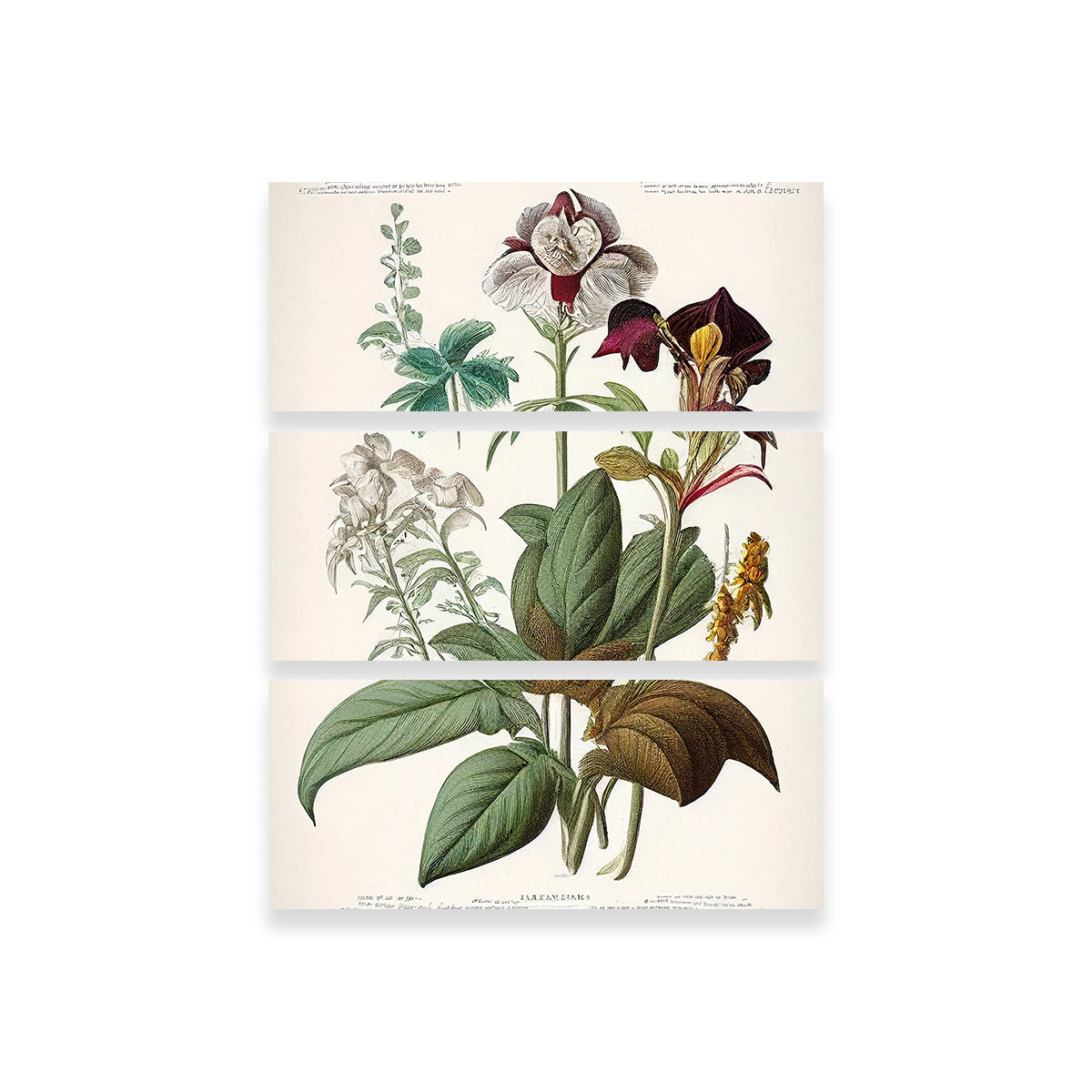Vintage Botanical Print Series 3