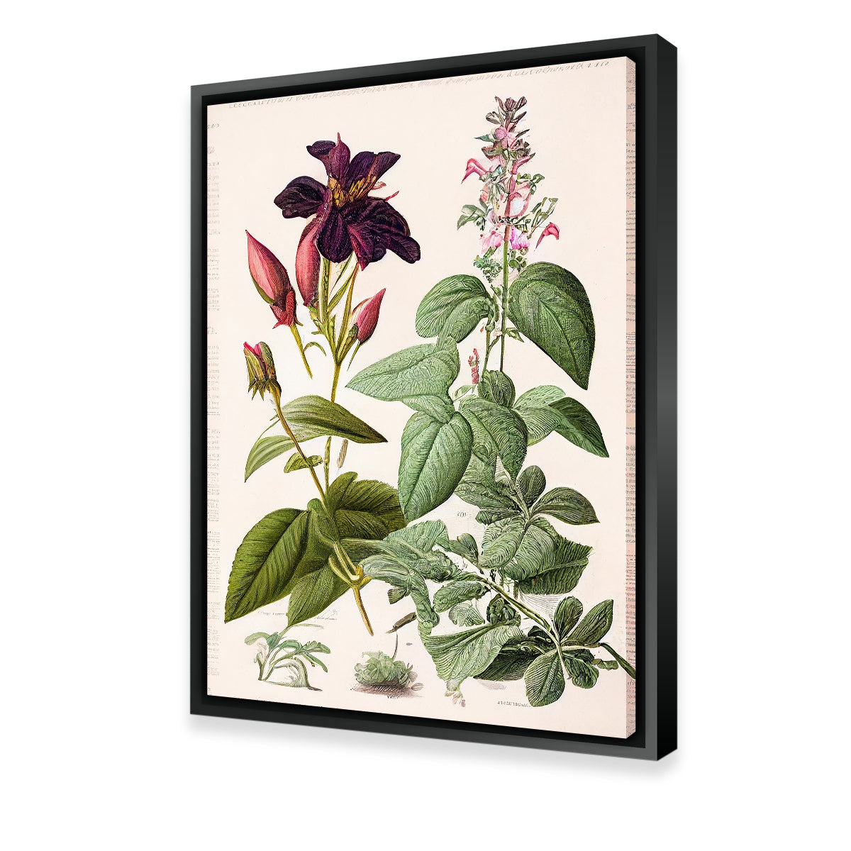 BOTANICAL ILLUSTRATION #5 | botanic print, wall art, framed poster, high quality homeware, vintage poster, illustration, floral print, gifts, interior