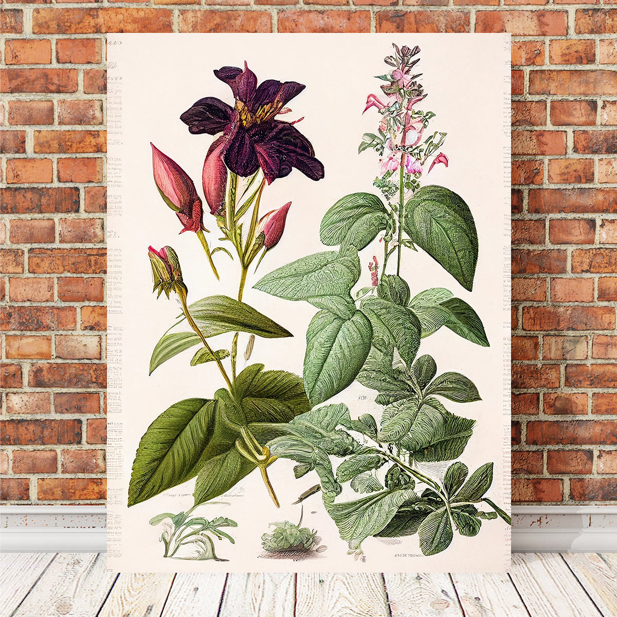 BOTANICAL ILLUSTRATION #5 | botanic print, wall art, framed deals poster, homeware, vintage poster, illustration, floral print, gifts, interior