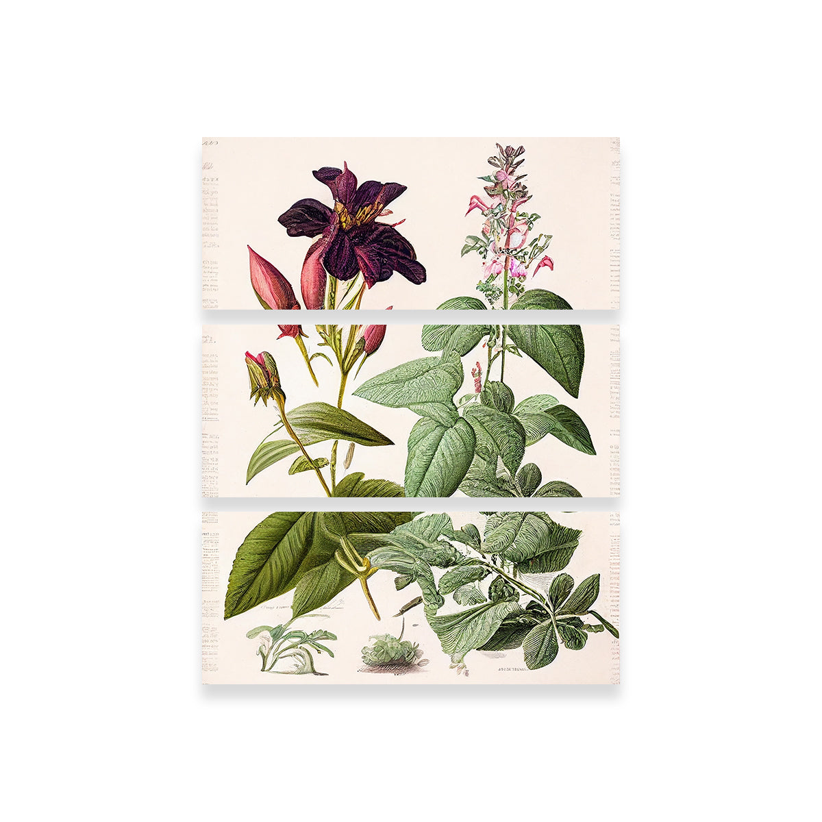 Vintage Botanical Print Series 5