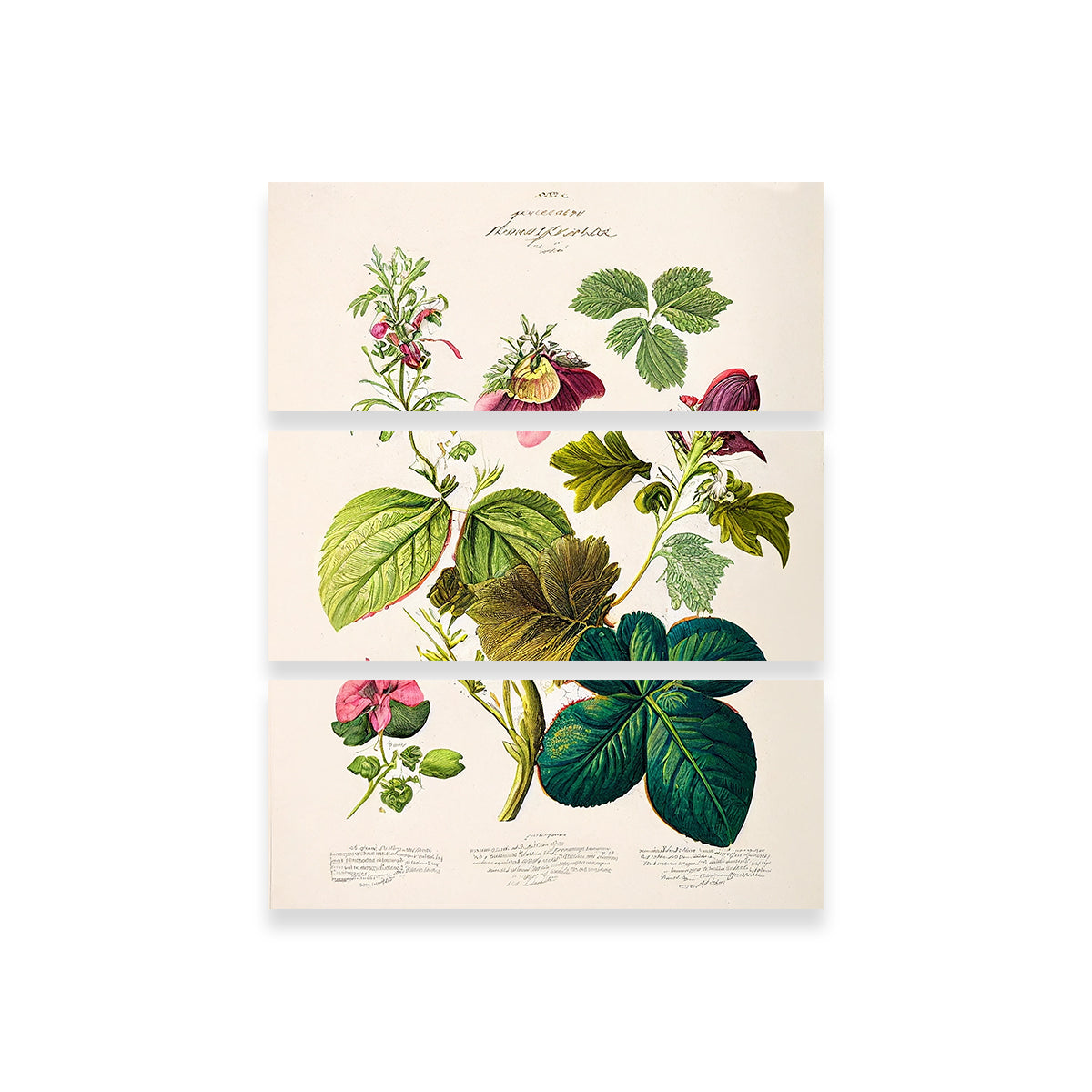 Vintage Botanical Print Series 6