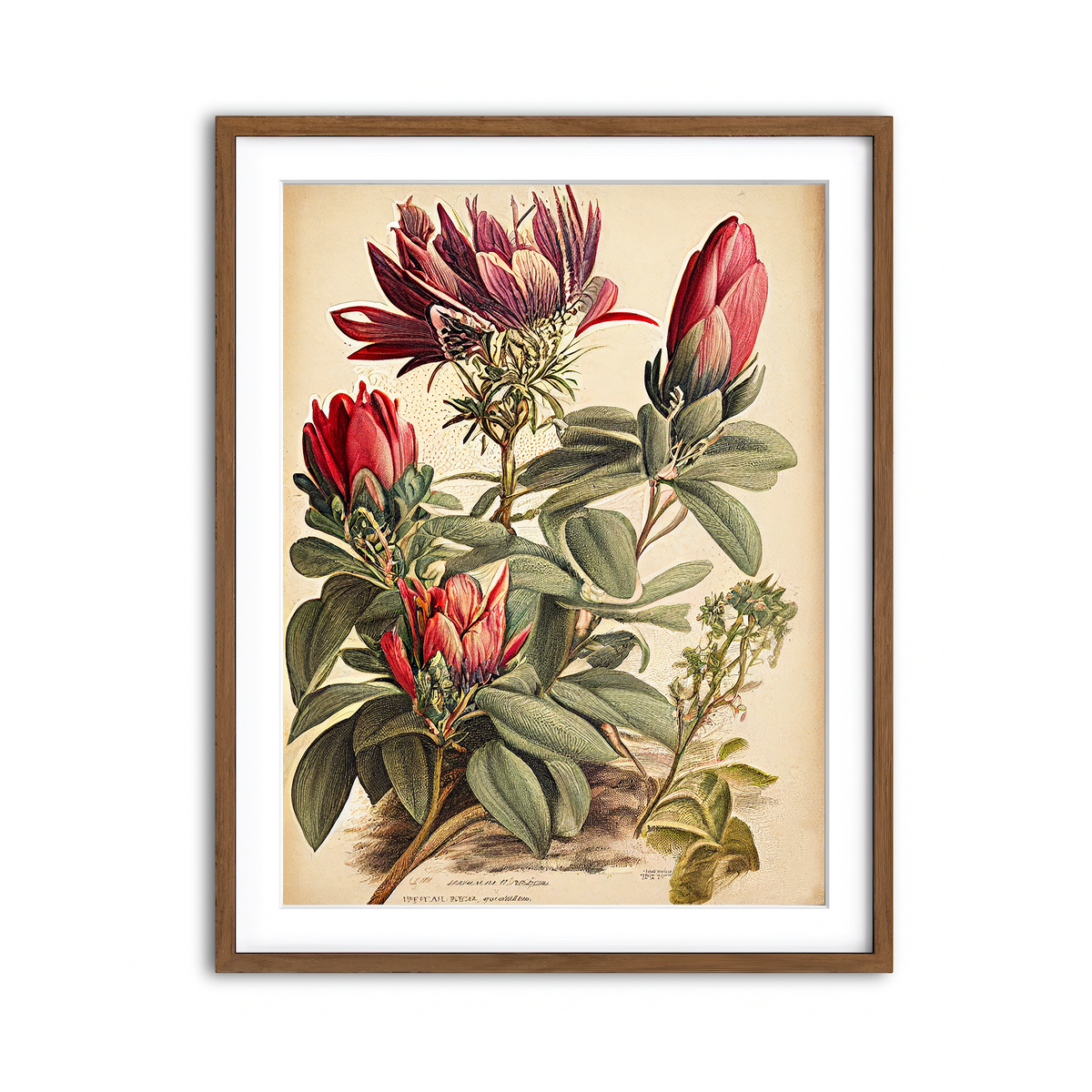 Framed Print 3x4 Walnut