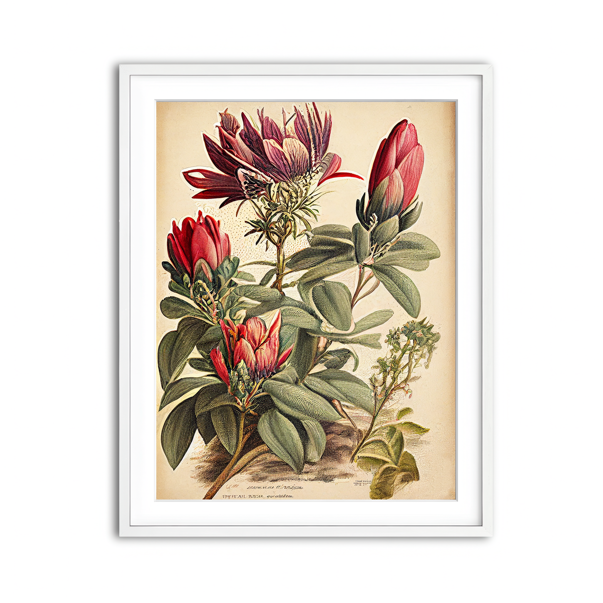 Framed Print 3x4 White
