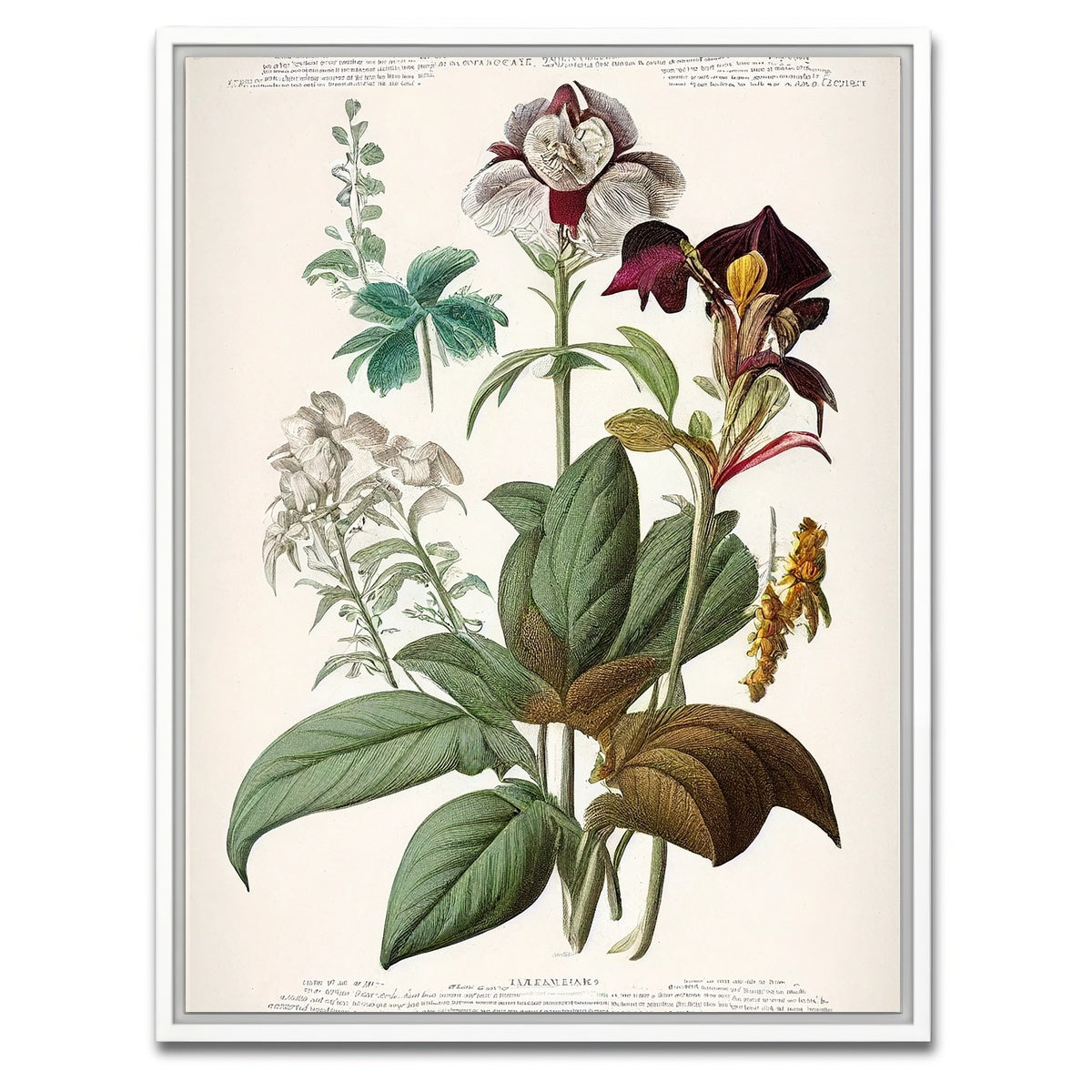 AUTO-MOCKUP WHITE | Vintage Botanical Print Series 3 | 1 Piece | White Framed Canvas | group=3x4