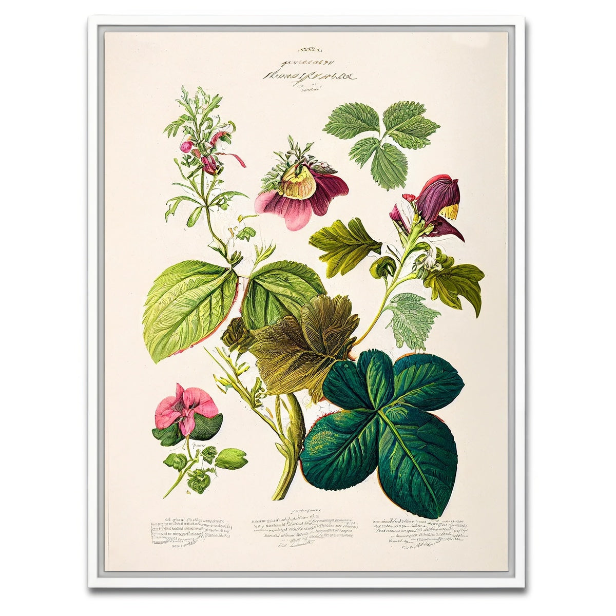 AUTO-MOCKUP WHITE | Vintage Botanical Print Series 6 | 1 Piece | White Framed Canvas | group=3x4