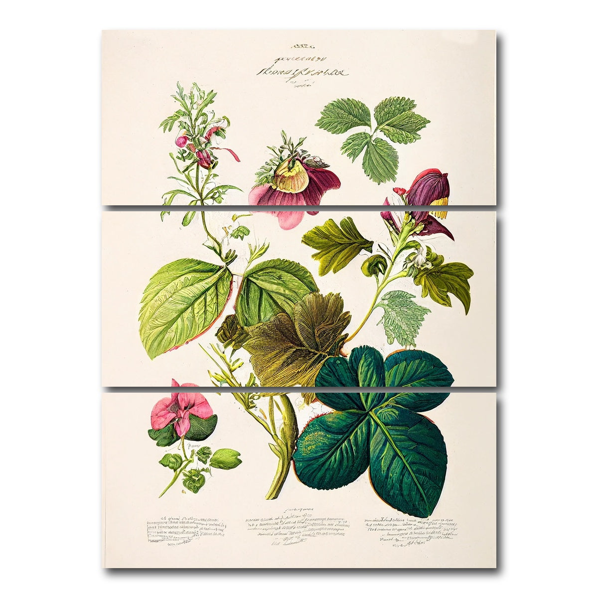 AUTO-MOCKUP WHITE | Vintage Botanical Print Series 6 | 3 Piece | Gallery Wrap Canvas | group=8x18_stacked