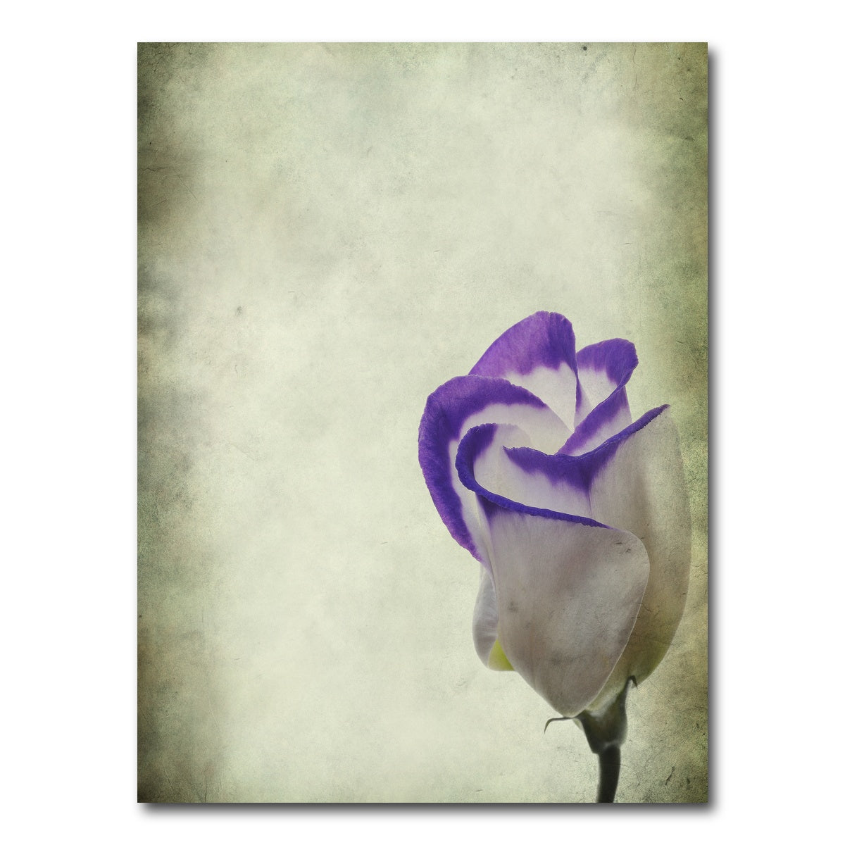 AUTO-MOCKUP WHITE | Vintage Lisianthus | 1 Piece | Gallery Wrap Canvas | group=3x4