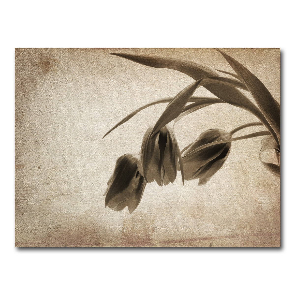 AUTO-MOCKUP WHITE | Vintage flowers | 1 Piece | Gallery Wrap Canvas | group=4x3