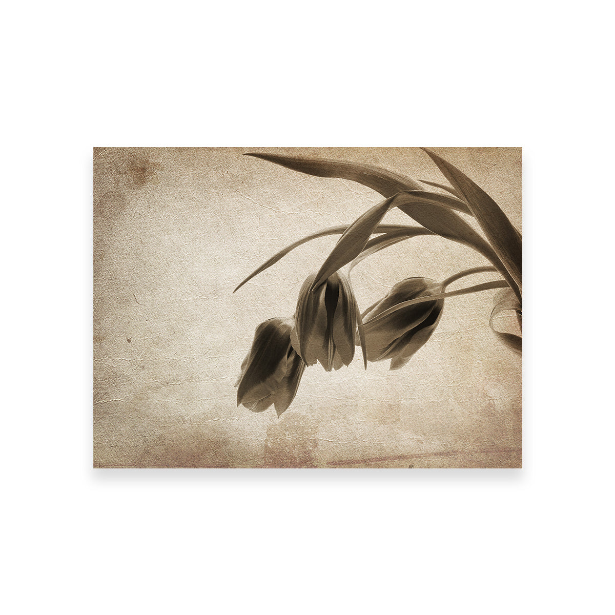 Vintage Flowers Wall Art