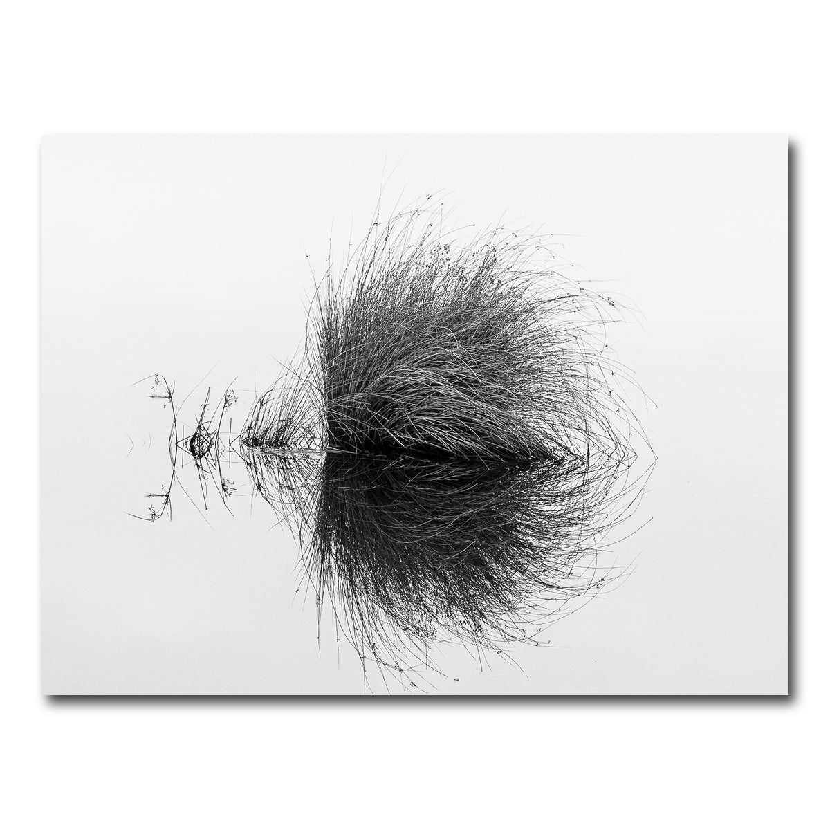 AUTO-MOCKUP WHITE | Water Bush | 1 Piece | Gallery Wrap Canvas | group=4x3