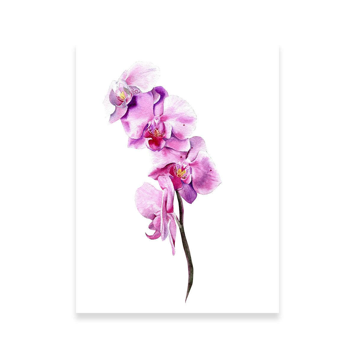 Watercolor Orchid