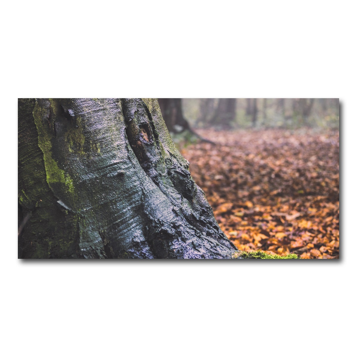 AUTO-MOCKUP WHITE | Weathered Trunk | 1 Piece | Gallery Wrap Canvas | group=2x1