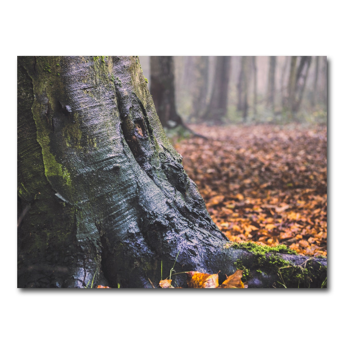 AUTO-MOCKUP WHITE | Weathered Trunk | 1 Piece | Gallery Wrap Canvas | group=4x3