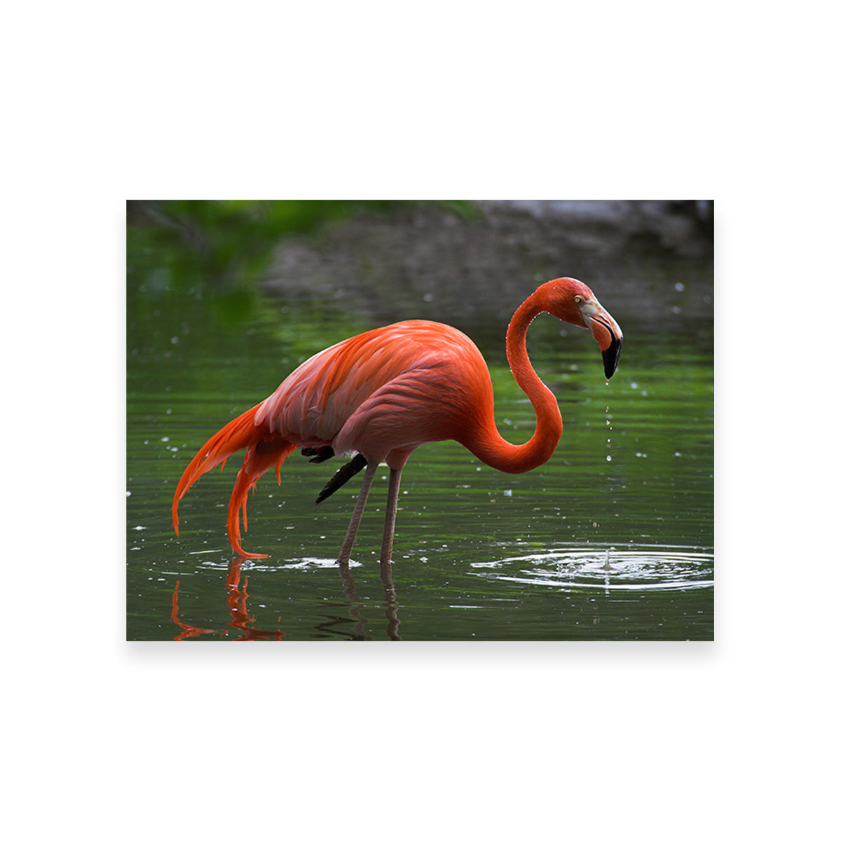 Wet Flamingo Wall Art