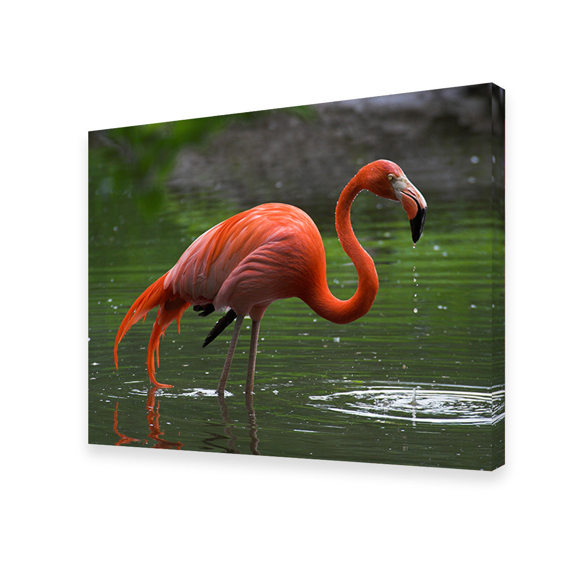 Wet Flamingo Wall Art