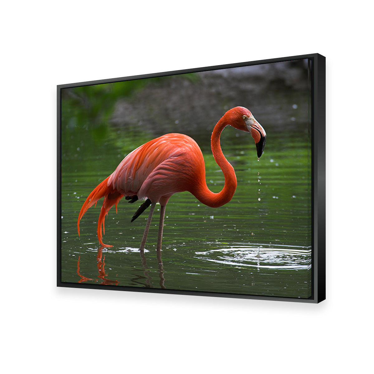 Wet Flamingo Wall Art