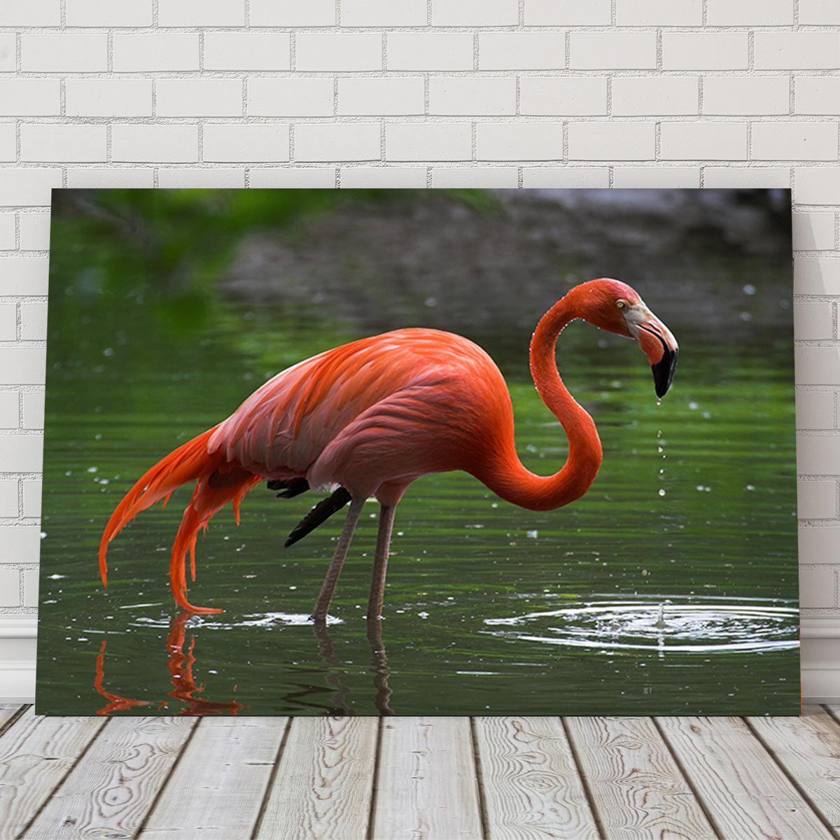 Wet Flamingo Wall Art