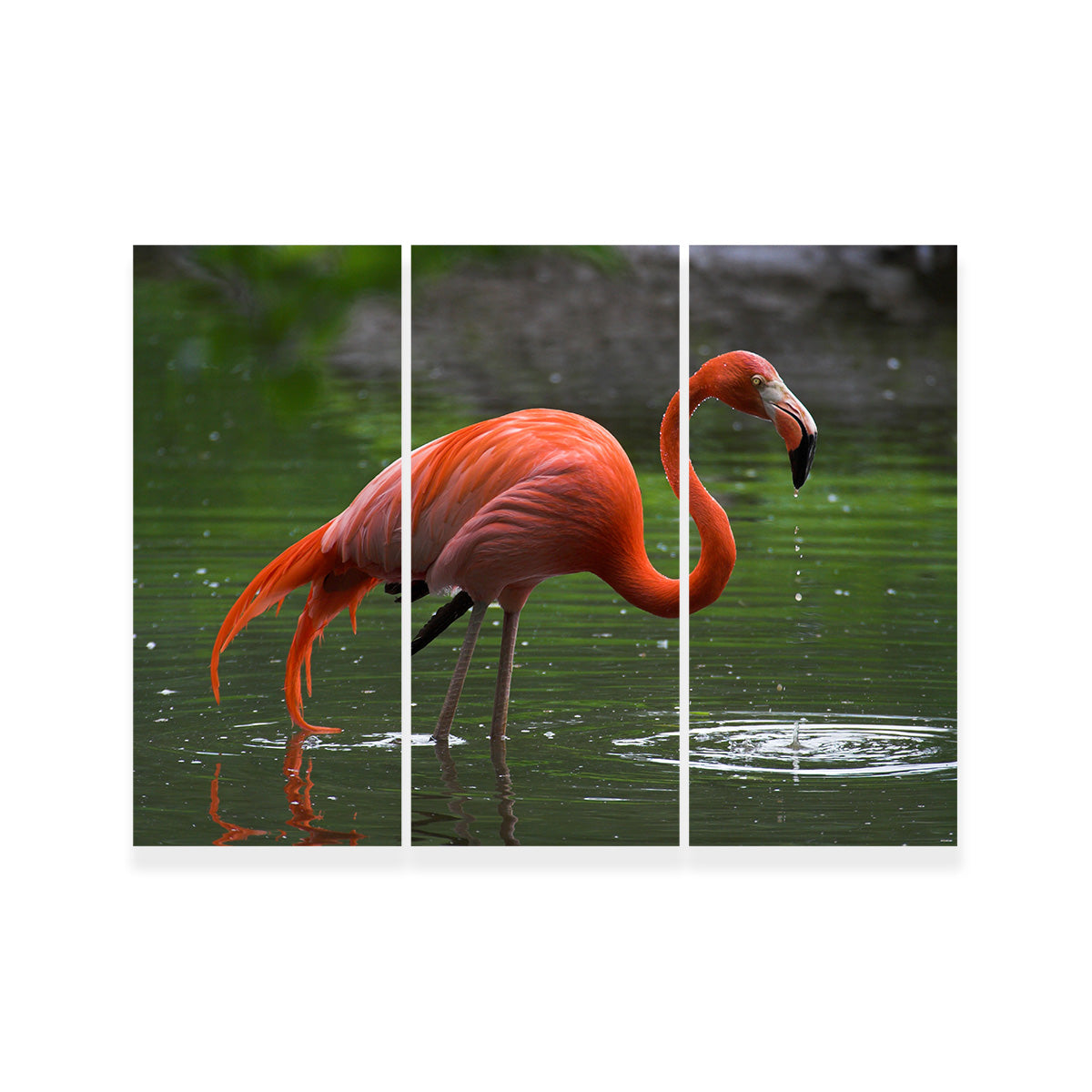 Wet Flamingo Wall Art