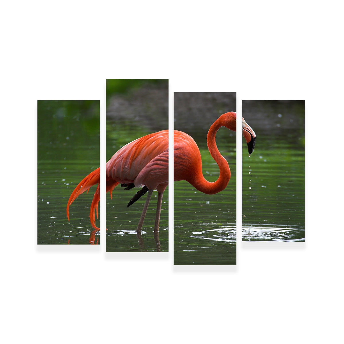 Wet Flamingo Wall Art