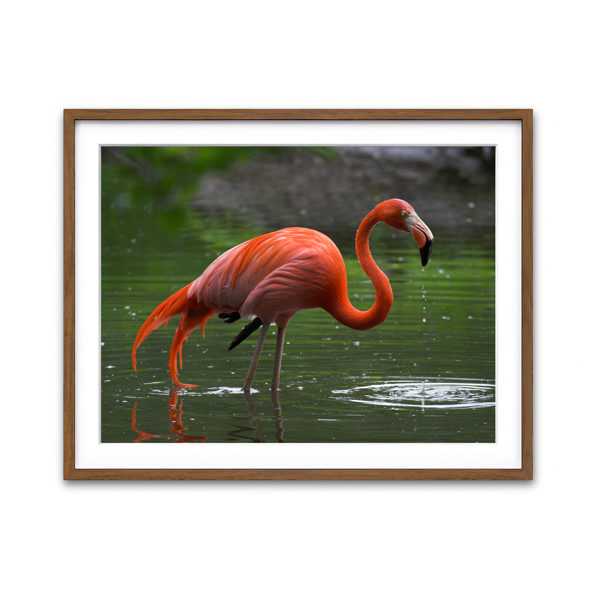 Framed Print 4x3 Walnut