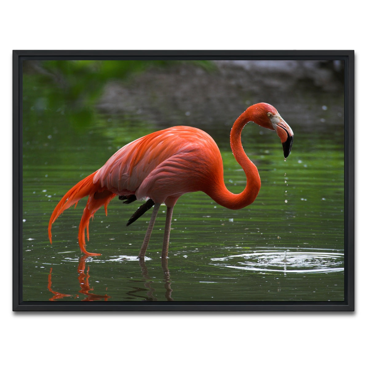AUTO-MOCKUP WHITE | Wet Flamingo | 1 Piece | Black Framed Canvas | group=4x3