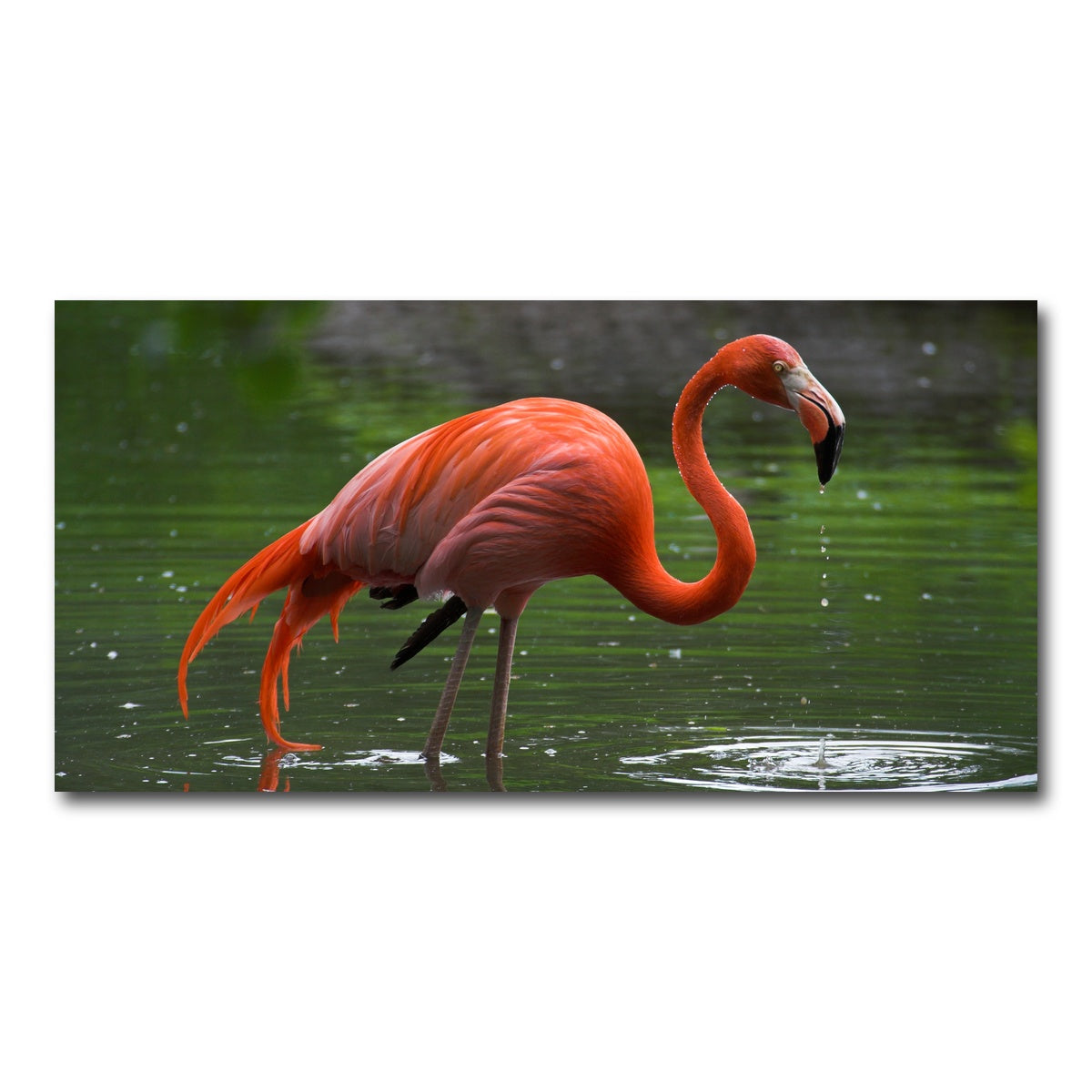 AUTO-MOCKUP WHITE | Wet Flamingo | 1 Piece | Gallery Wrap Canvas | group=2x1