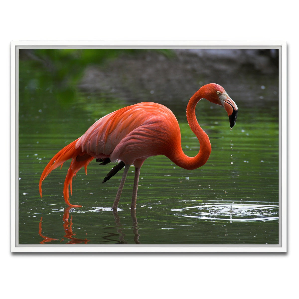 AUTO-MOCKUP WHITE | Wet Flamingo | 1 Piece | White Framed Canvas | group=4x3