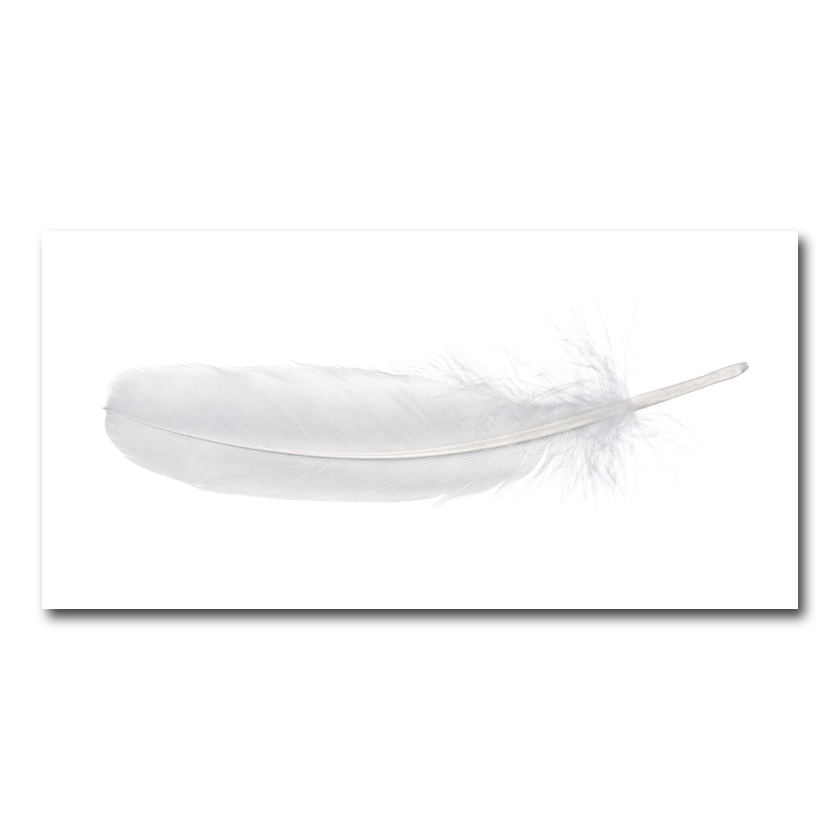 AUTO-MOCKUP WHITE | White Swan Feather | 1 Piece | Gallery Wrap Canvas | group=2x1