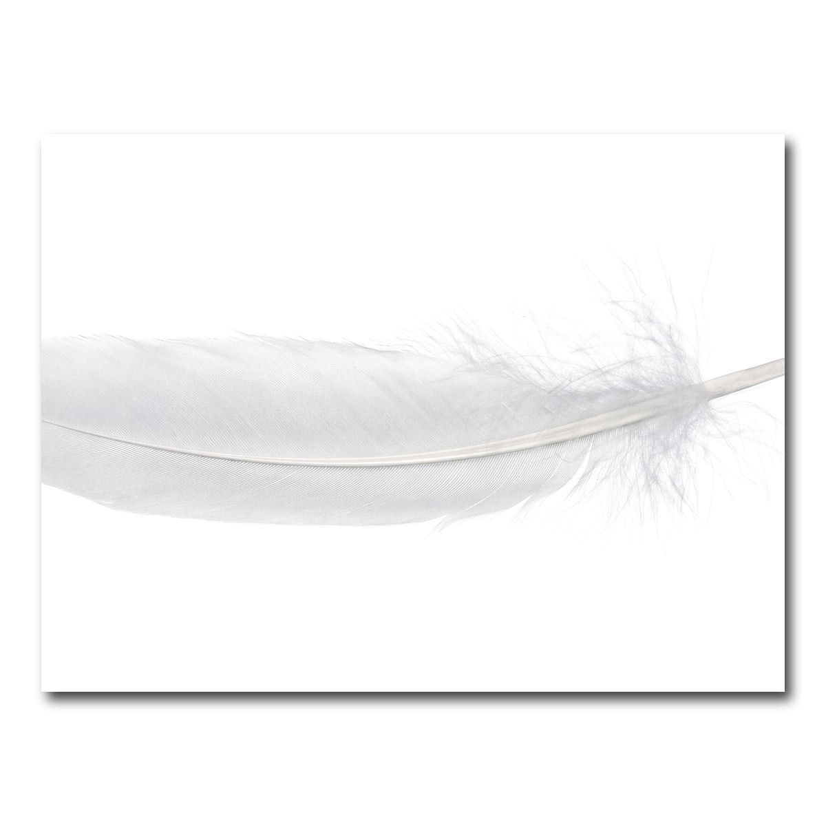 AUTO-MOCKUP WHITE | White Swan Feather | 1 Piece | Gallery Wrap Canvas | group=4x3