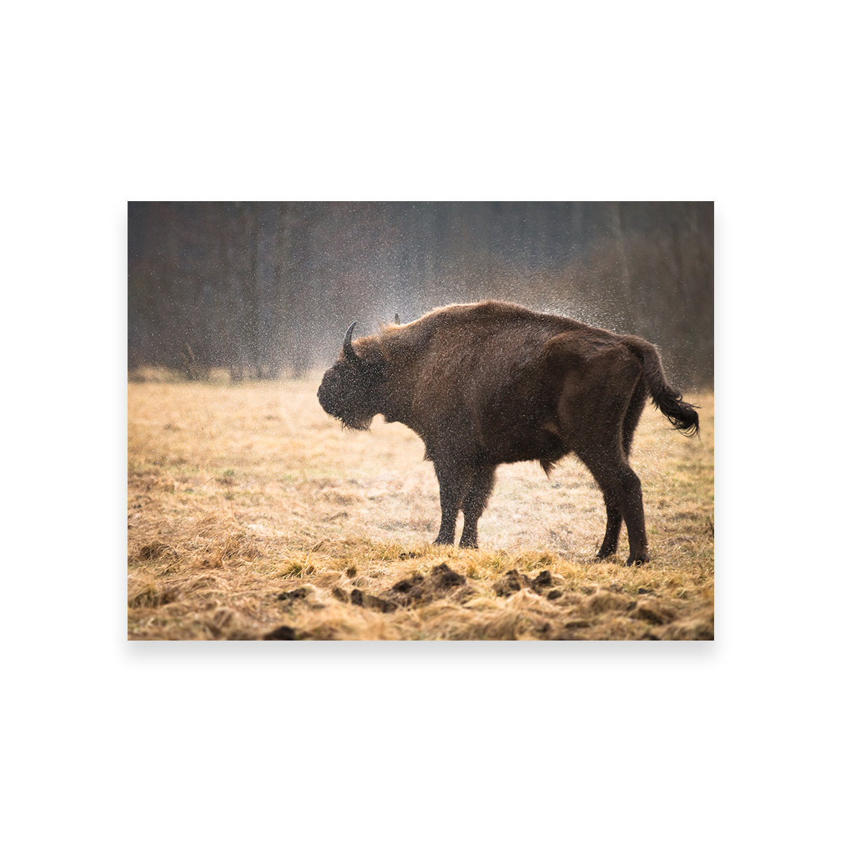 Wild Bison Shaking off Rain Wall Art