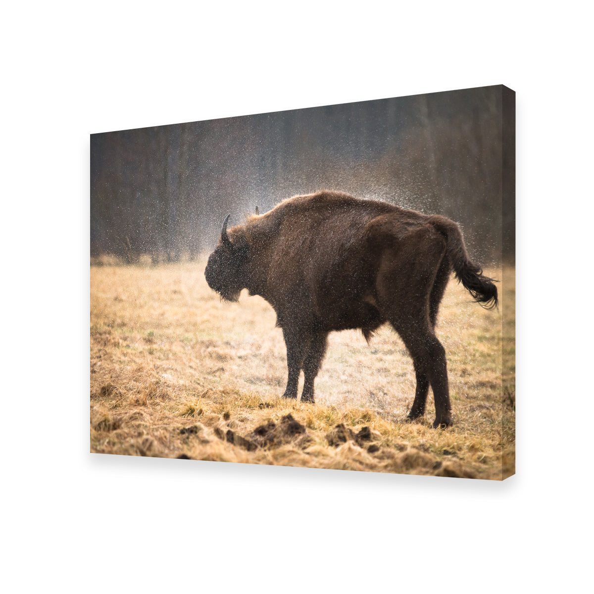 Wild Bison Shaking off Rain Wall Art