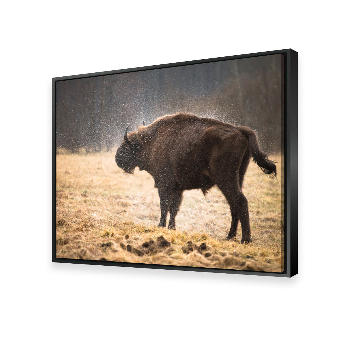 Wild Bison Shaking off Rain Wall Art