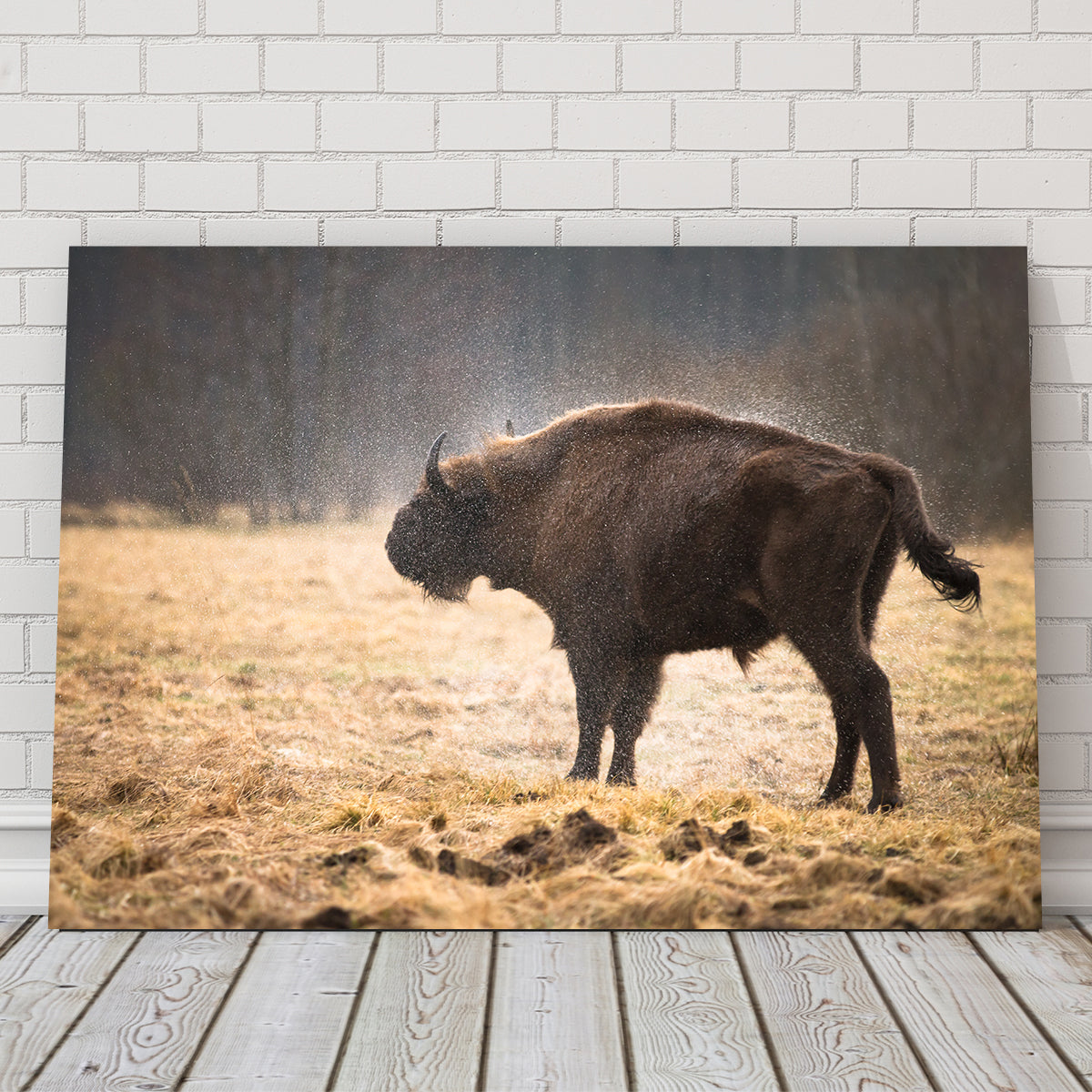 Wild Bison Shaking off Rain Wall Art