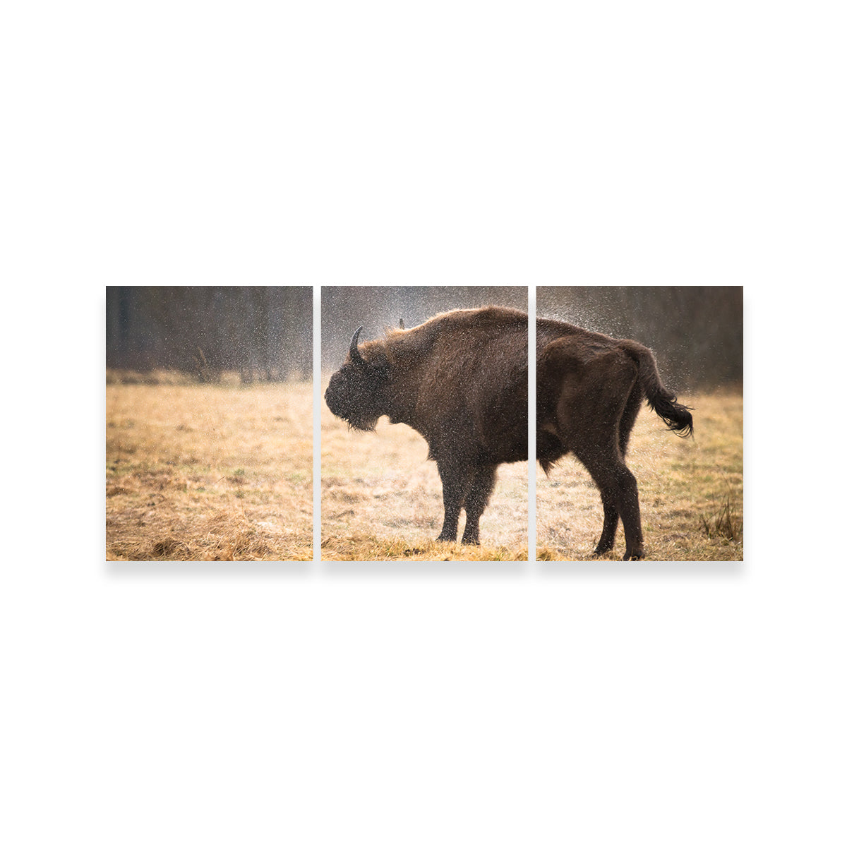 Wild Bison Shaking off Rain Wall Art