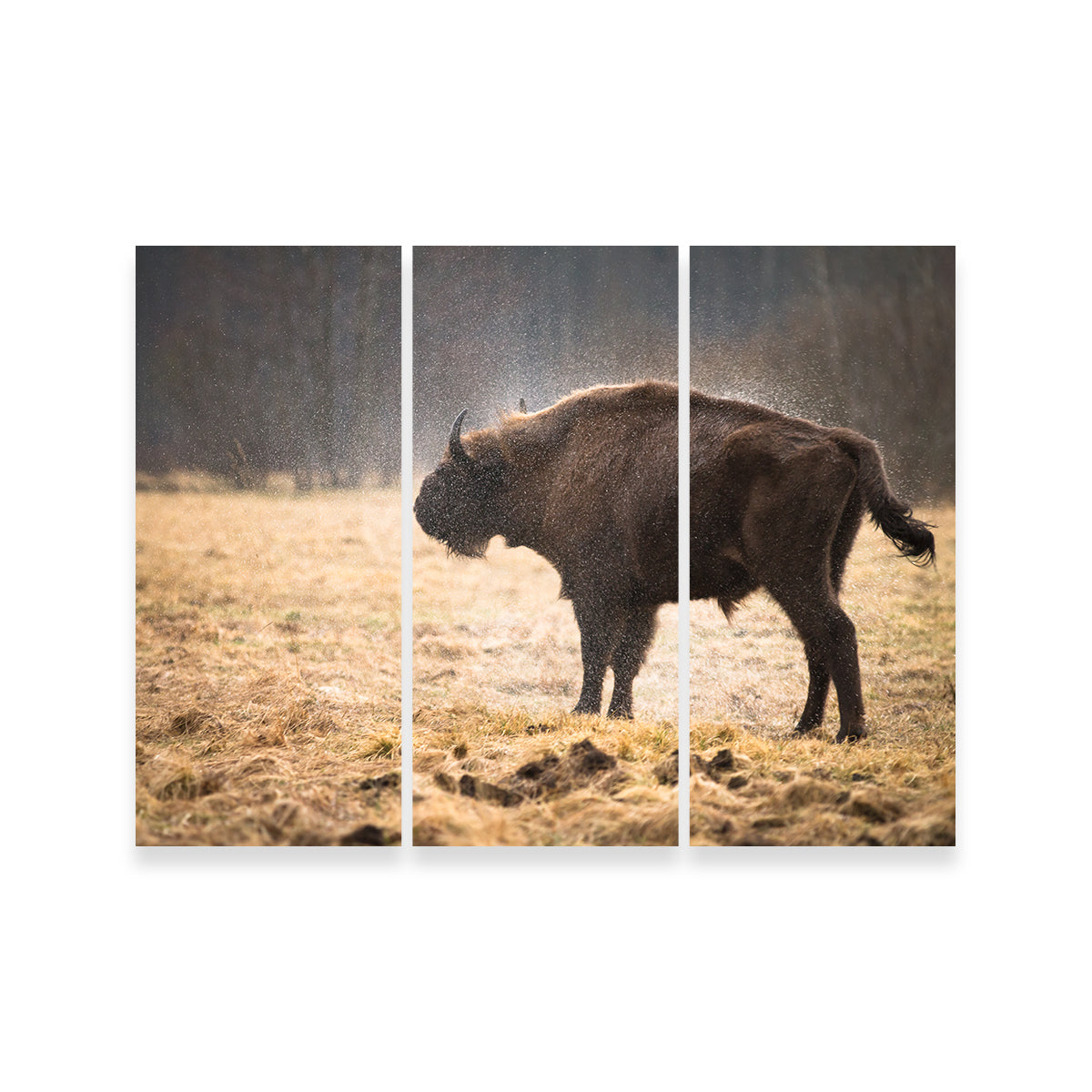 Wild Bison Shaking off Rain Wall Art