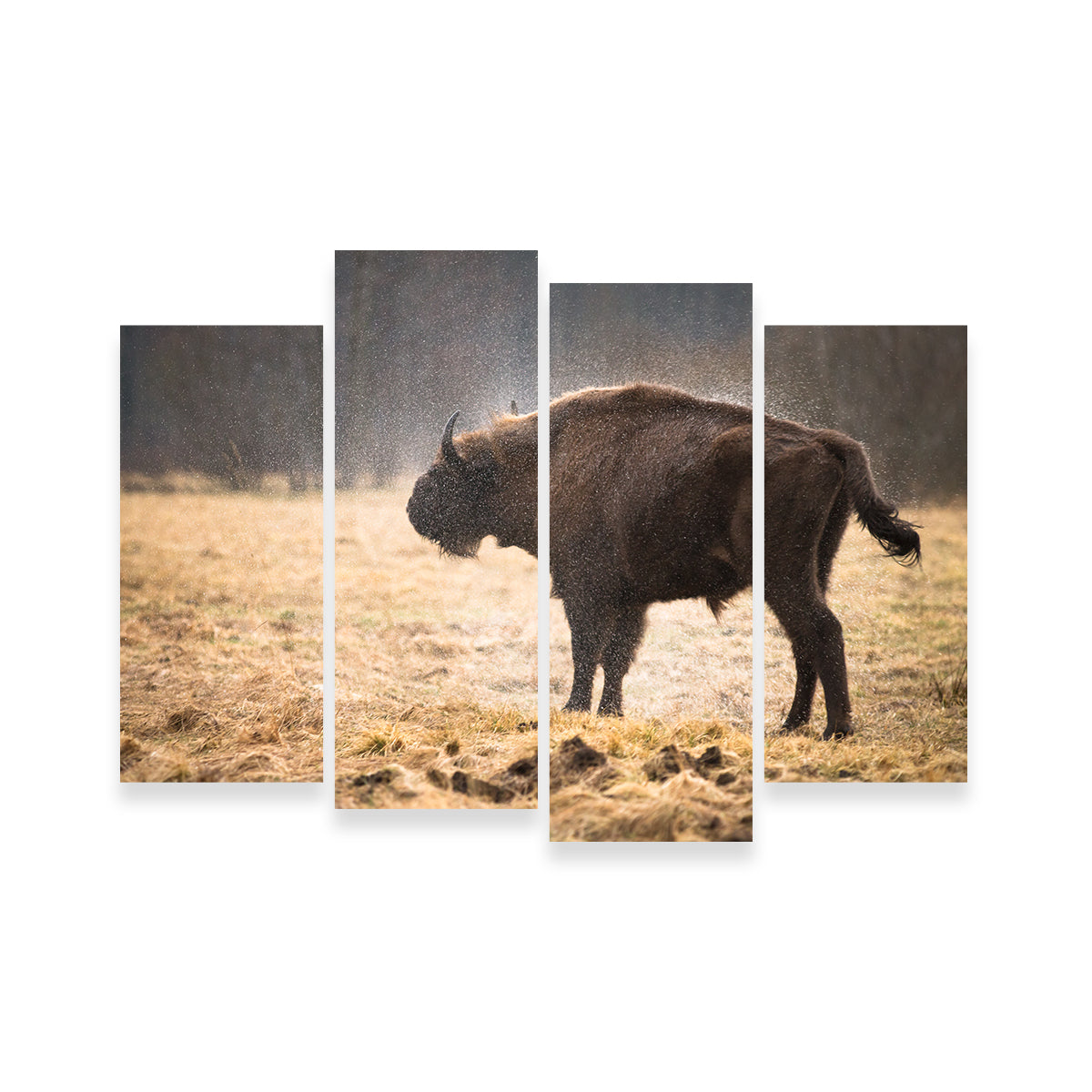 Wild Bison Shaking off Rain Wall Art