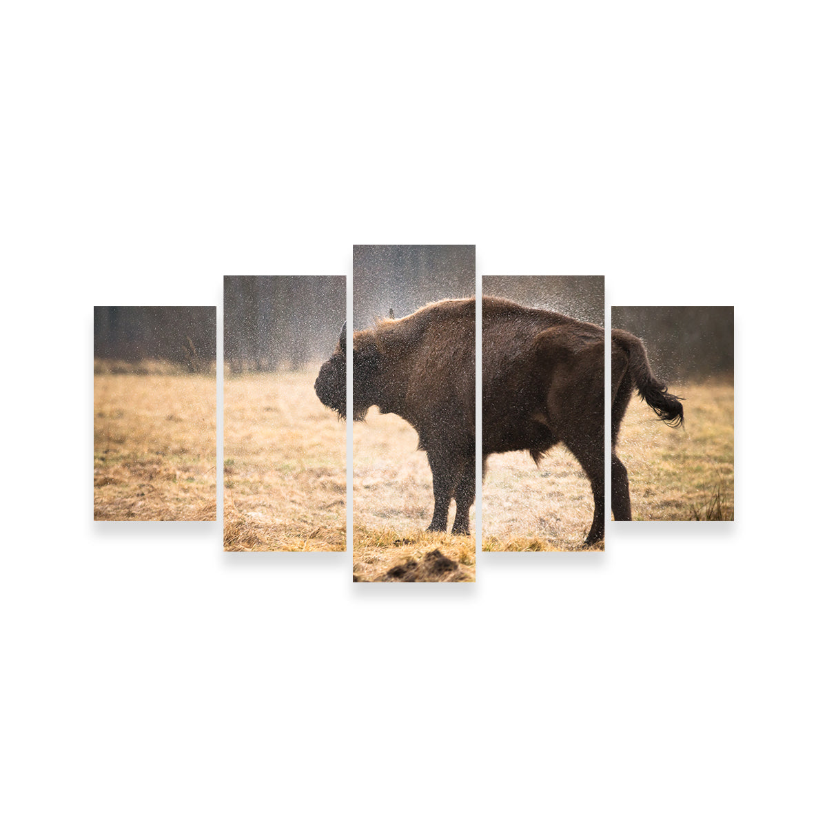 Wild Bison Shaking off Rain Wall Art