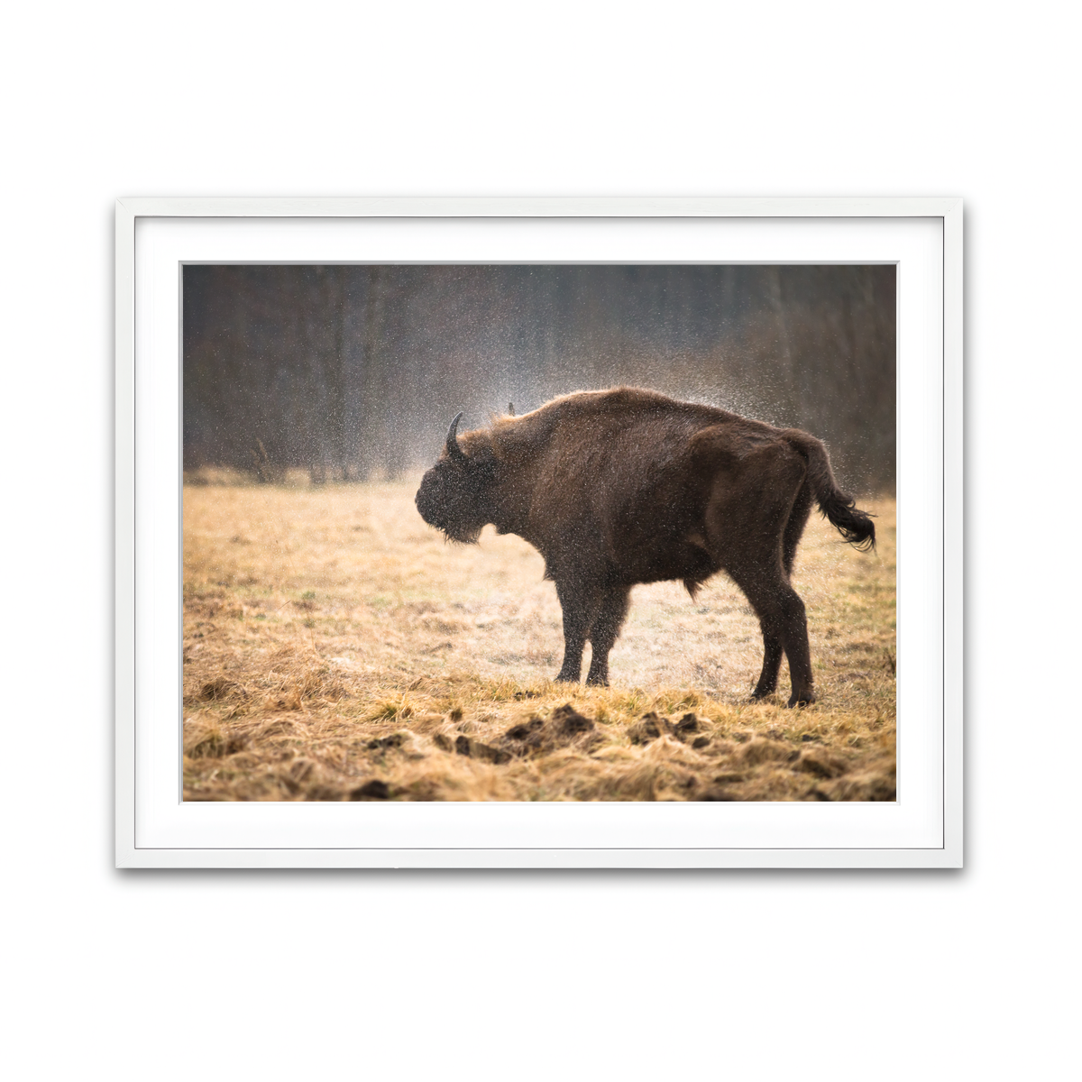 Framed Print 4x3 White