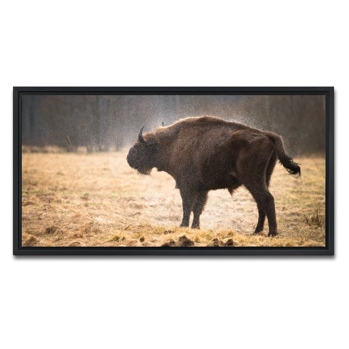 AUTO-MOCKUP WHITE | Wild Bison Shaking off Rain | 1 Piece | Black Framed Canvas | group=2x1