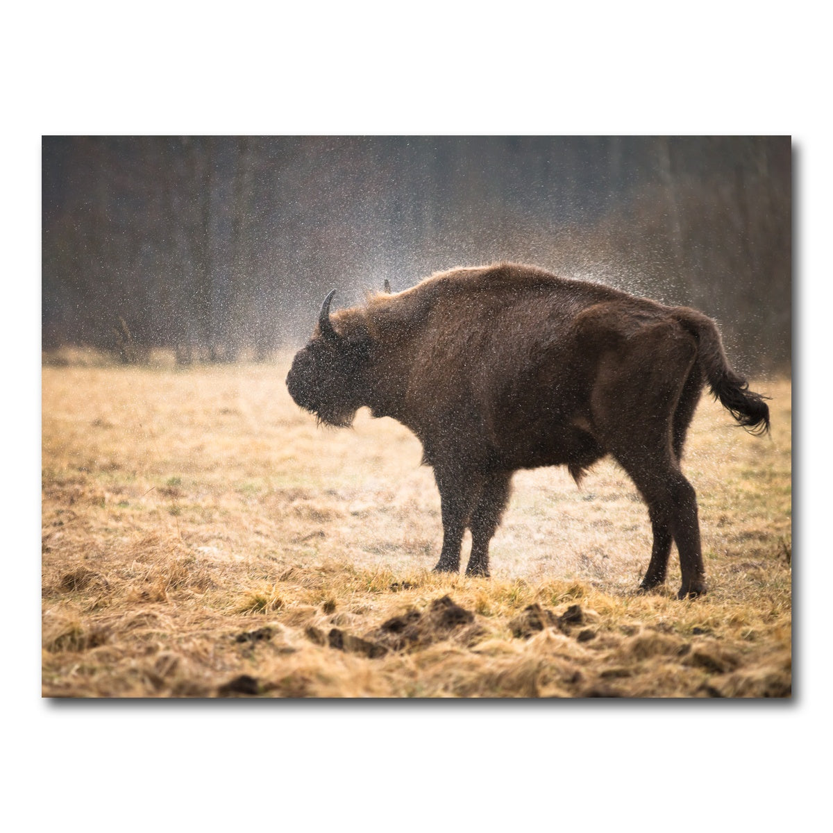 AUTO-MOCKUP WHITE | Wild Bison Shaking off Rain | 1 Piece | Gallery Wrap Canvas | group=4x3