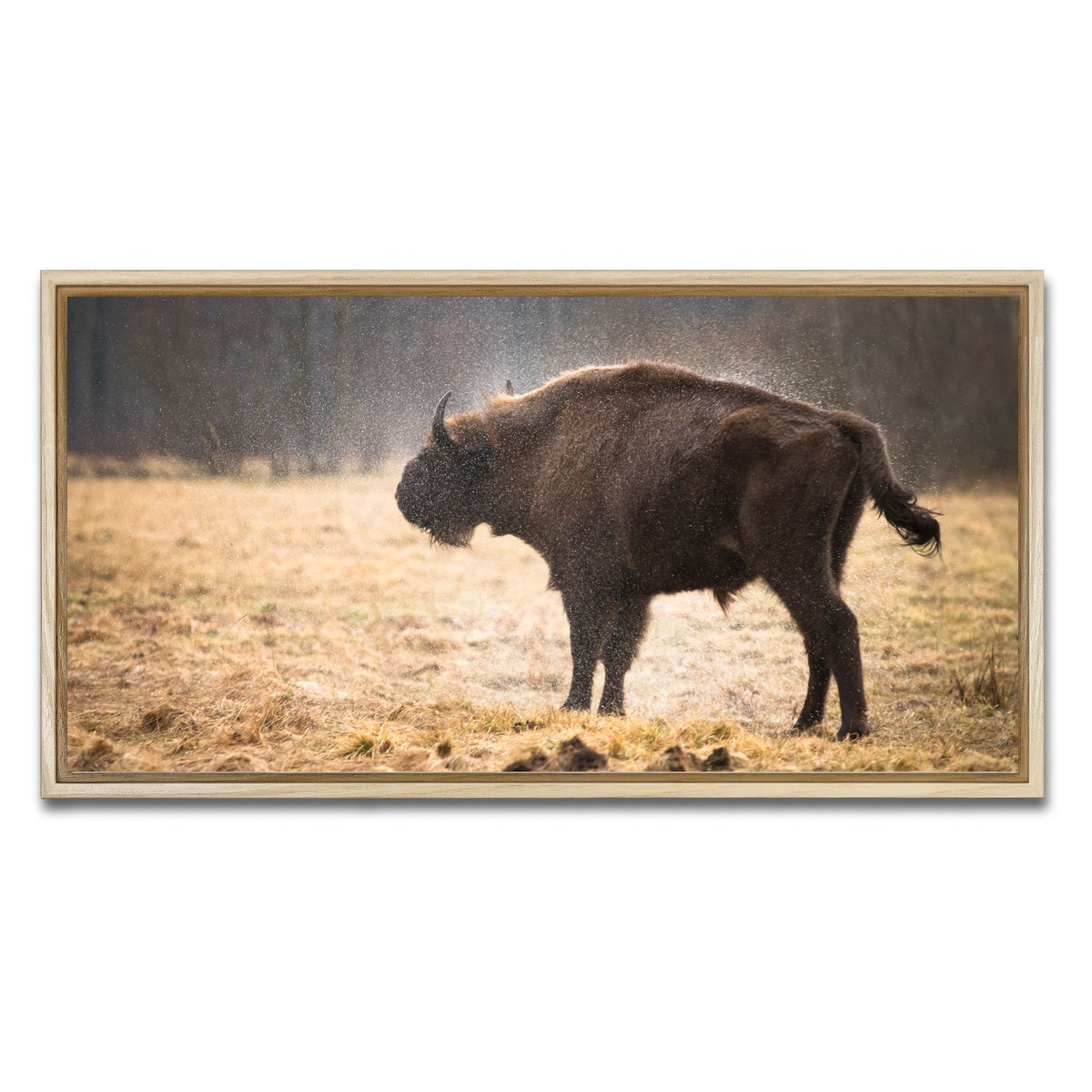 AUTO-MOCKUP WHITE | Wild Bison Shaking off Rain | 1 Piece | Natural Framed Canvas | group=2x1
