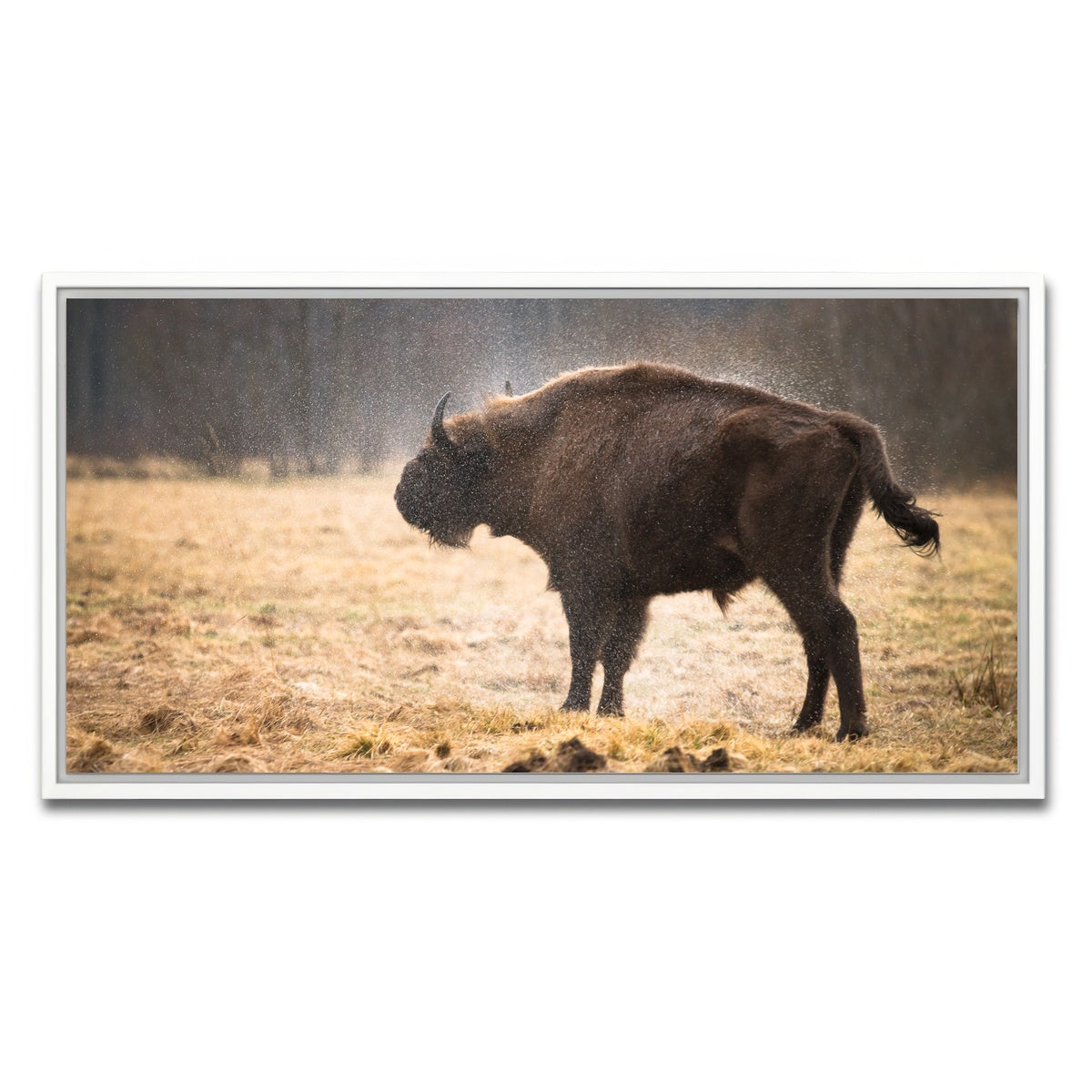 AUTO-MOCKUP WHITE | Wild Bison Shaking off Rain | 1 Piece | White Framed Canvas | group=2x1