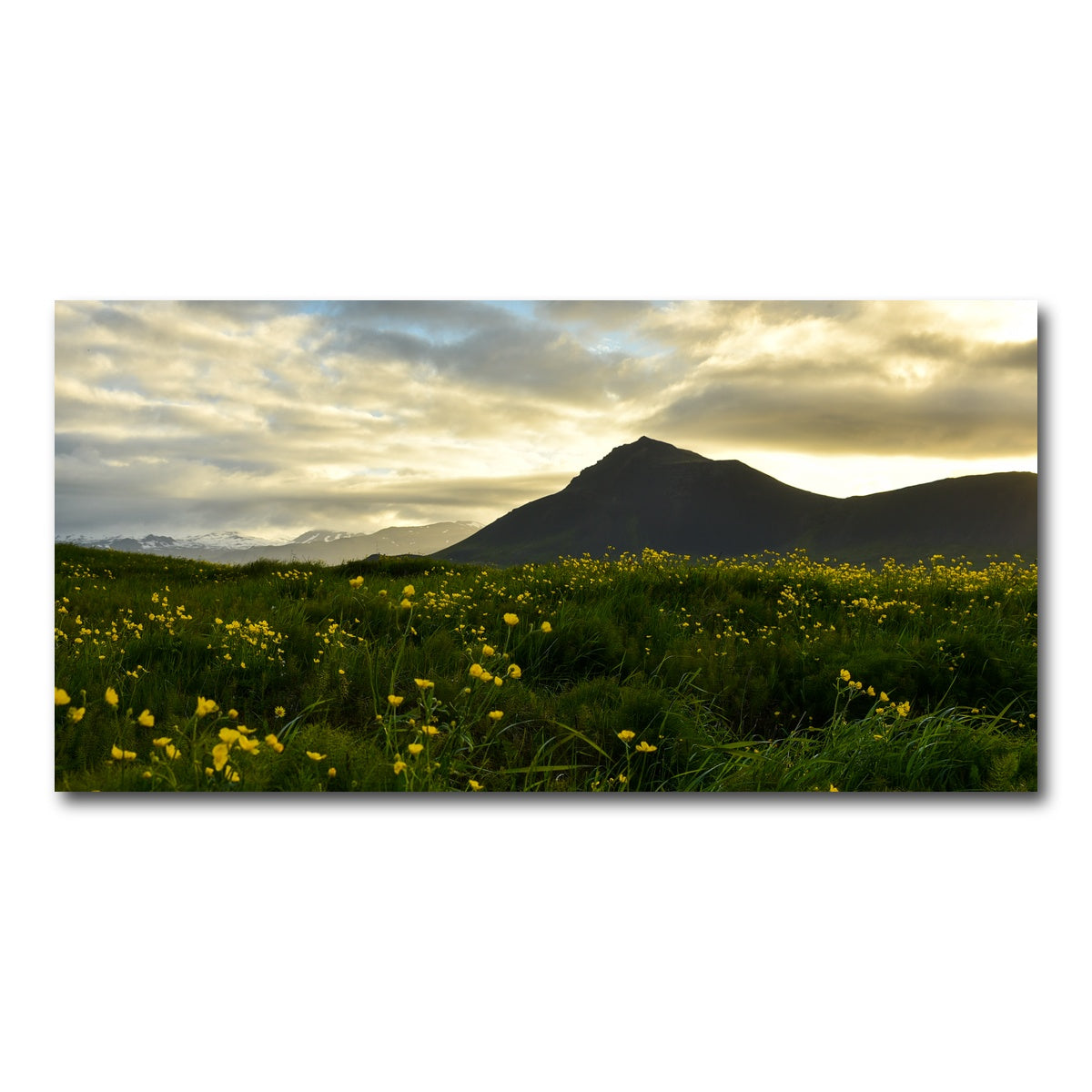 AUTO-MOCKUP WHITE | Wildflowers | 1 Piece | Gallery Wrap Canvas | group=2x1