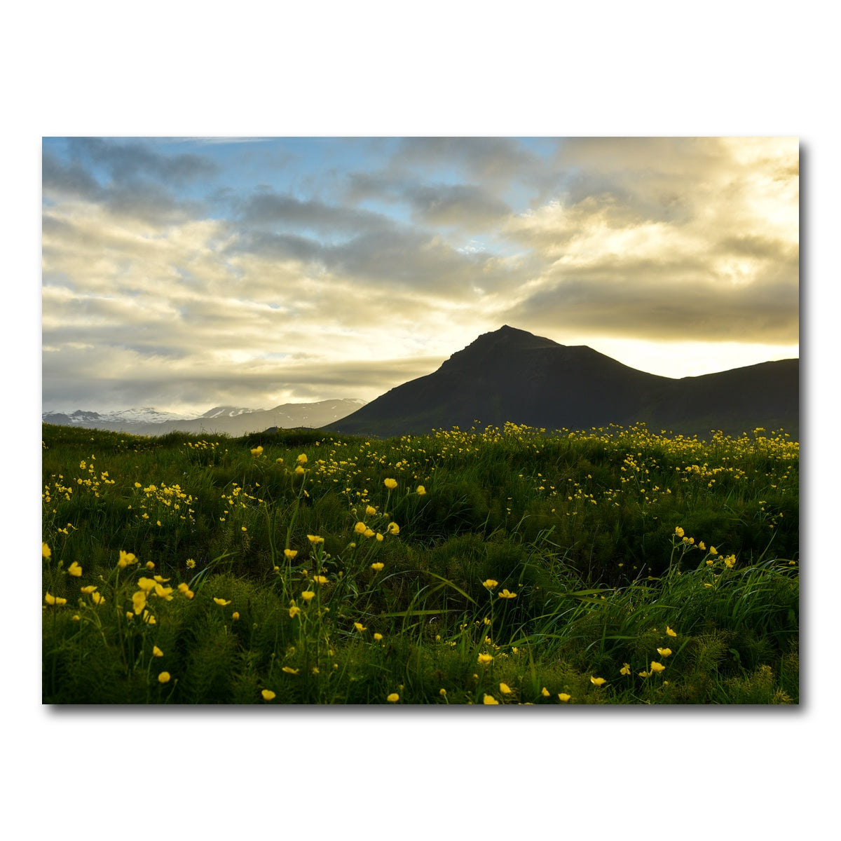 AUTO-MOCKUP WHITE | Wildflowers | 1 Piece | Gallery Wrap Canvas | group=4x3