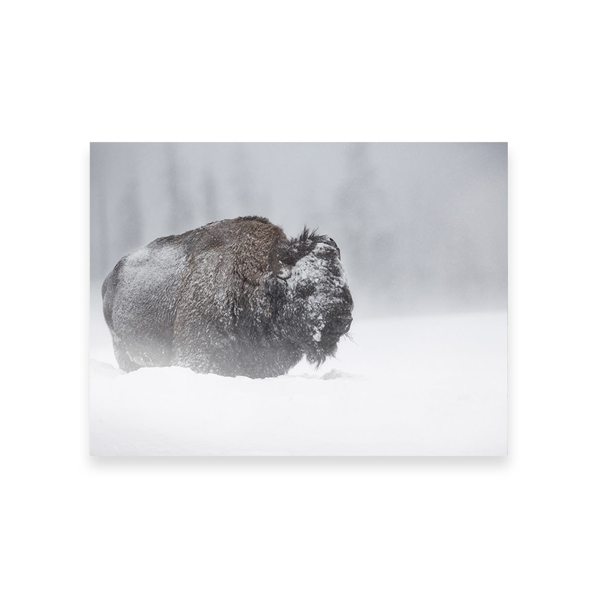 Winter Bison - Yellowstone Wall Art