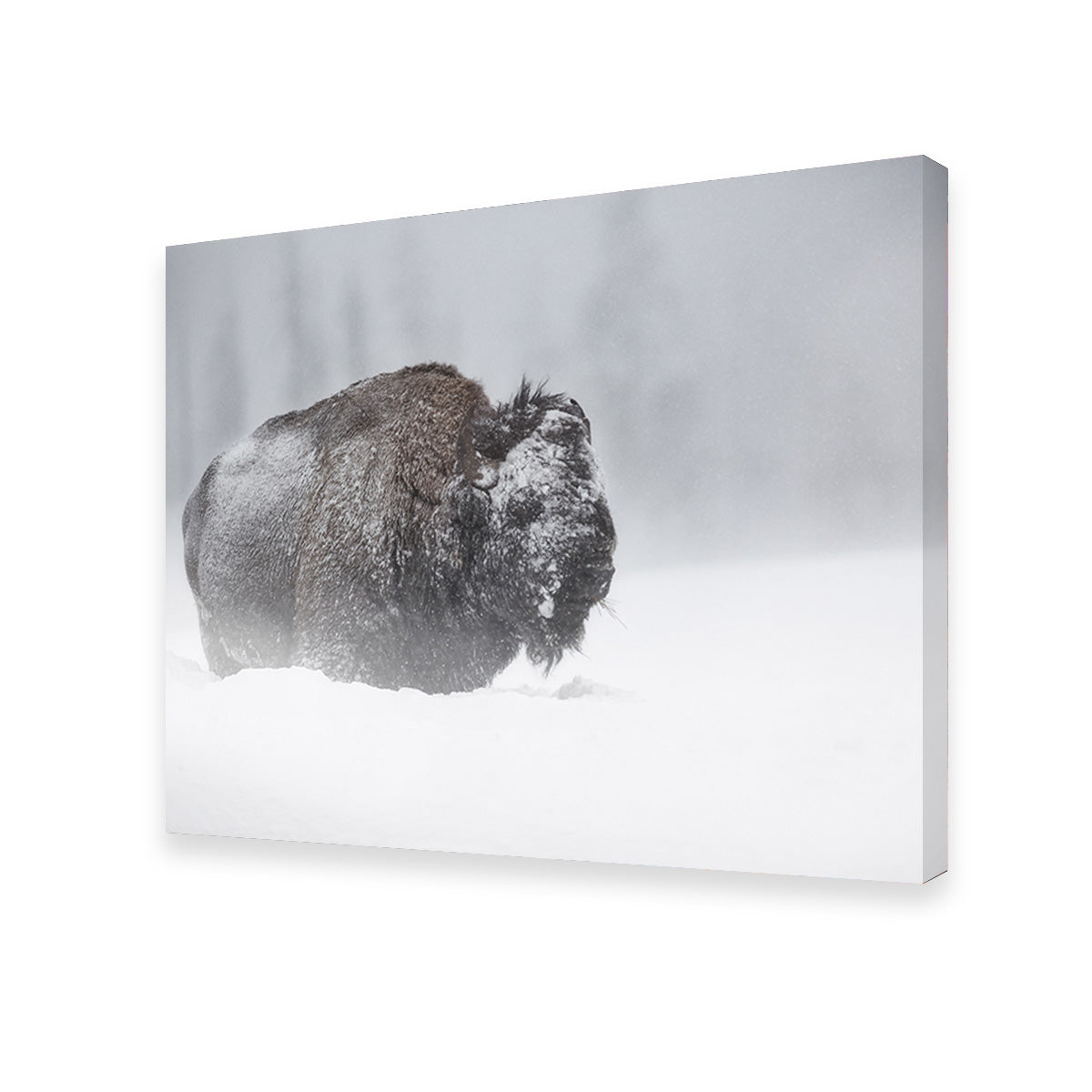 Winter Bison - Yellowstone Wall Art