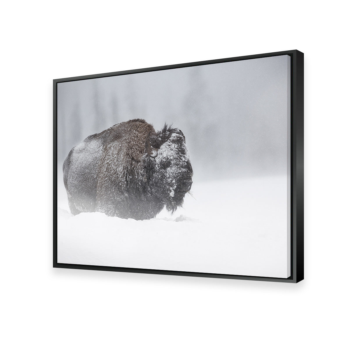 Winter Bison - Yellowstone Wall Art