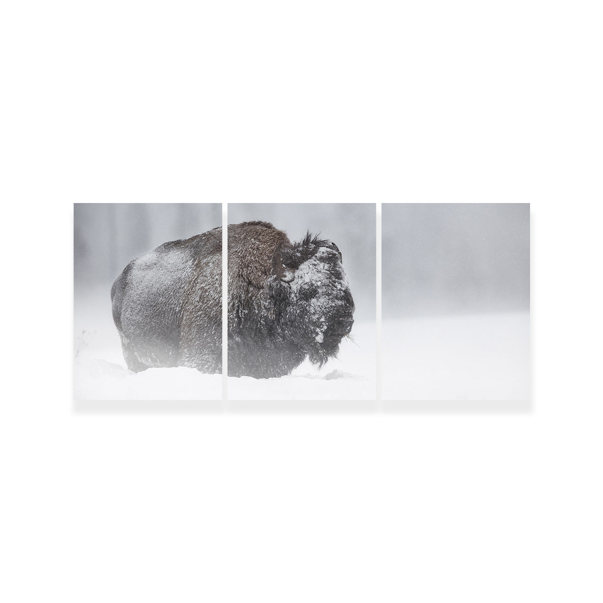 Winter Bison - Yellowstone Wall Art