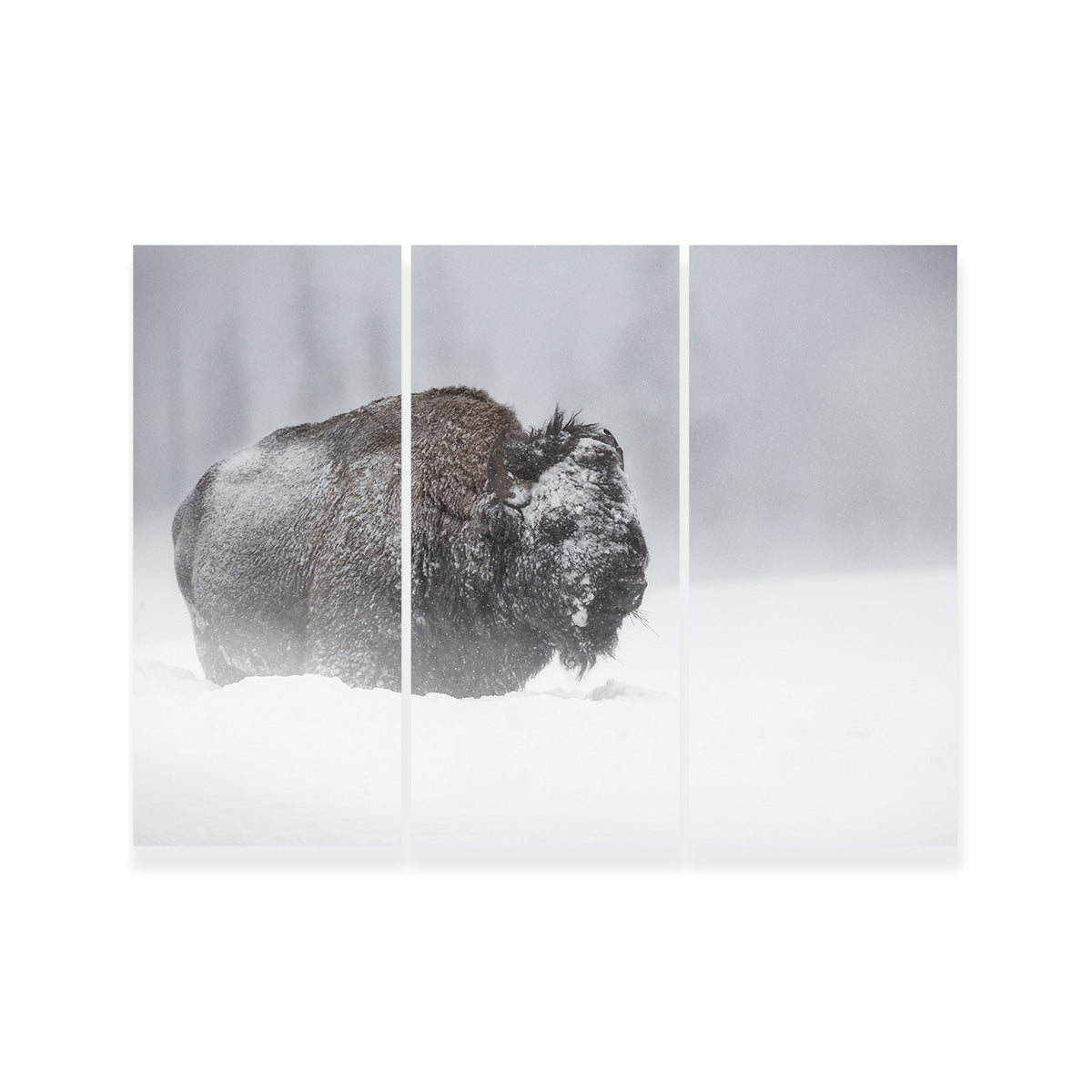 Winter Bison - Yellowstone Wall Art